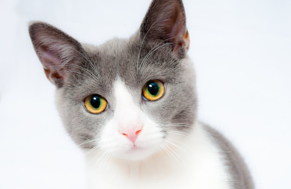 Waarom zegt een kat soms miauw en soms niet? Dit is waarom