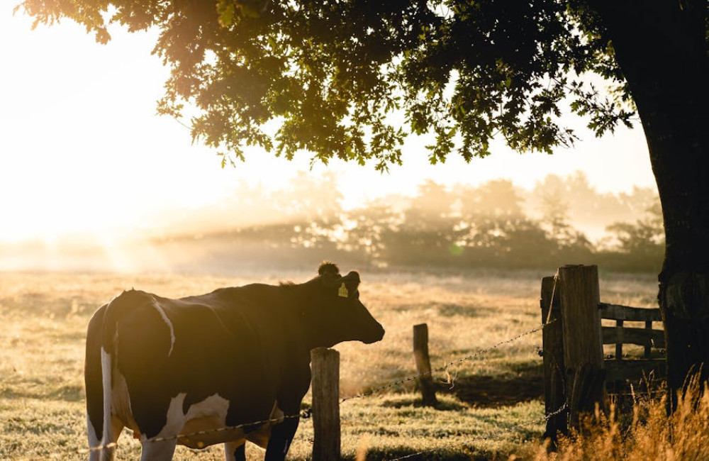 Wat maakt beef tallow zo gezond voor je huid? Alles wat je moet weten