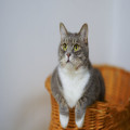 Wat betekent het spreekwoord 'de kat uit de boom kijken'?