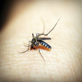 Waarom doen muggenbeten soms meer pijn dan andere insectenbeten?