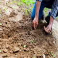 Dit moet je weten als je je eigen zaadjes wilt planten