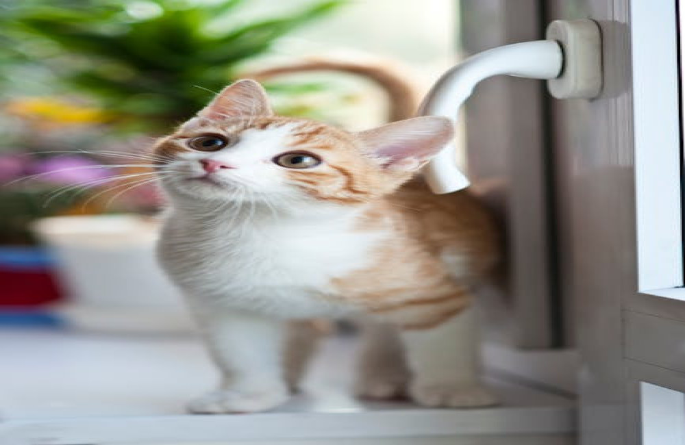 Wat betekent het spreekwoord 'de kat uit de boom kijken'?