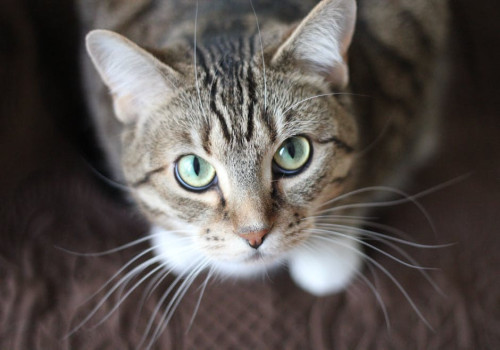 Wat kun je doen als je kat ineens geen brokjes meer wil eten?