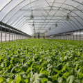 Zelf planten kweken? Dit zijn de voordelen van een kweektent