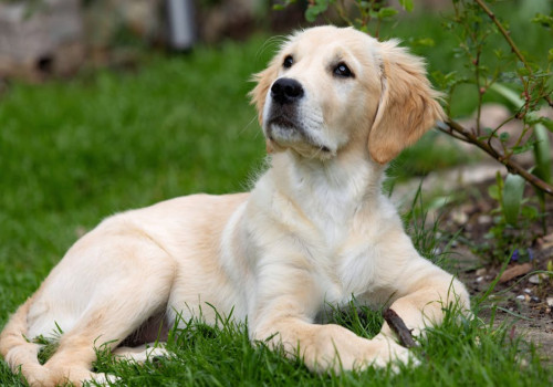 Hondenvoer online kopen: gemak, keuze en kwaliteit voor jouw viervoeter