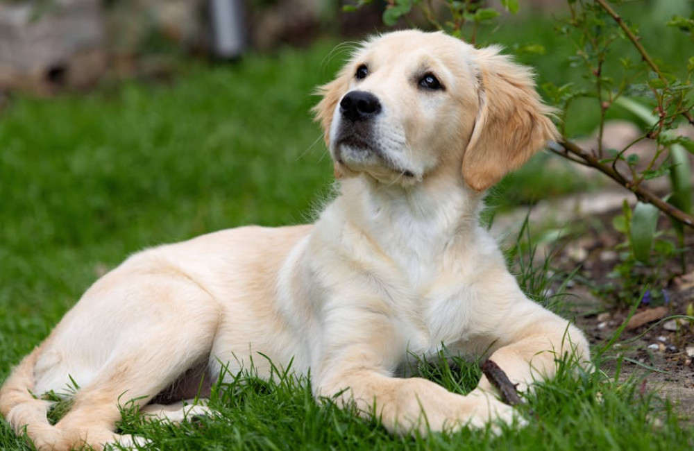 Hondenvoer online kopen: gemak, keuze en kwaliteit voor jouw viervoeter