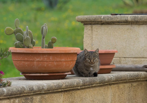 Salvia giftig voor katten