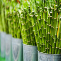 Bamboe als bouwmateriaal van de toekomst? Duurzaam, sterk en veelzijdig!