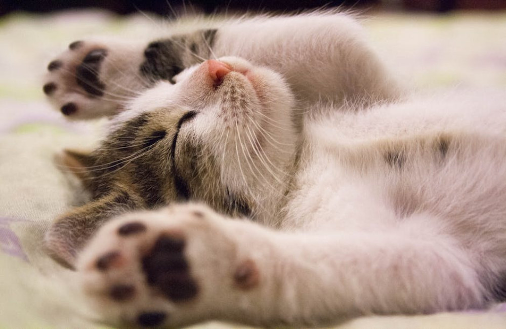 Wat is het spreekwoord 'de kat uit de boom kijken' en wat betekent het?