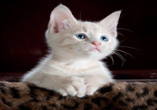 Wat betekent het gezegde ‘de kat uit de boom kijken’?