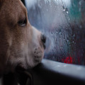 Mag je je hond in de auto laten bij 30 graden en hoe snel wordt het gevaarlijk