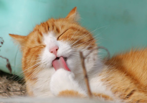 Wat betekent het spreekwoord 'de kat uit de boom kijken'?