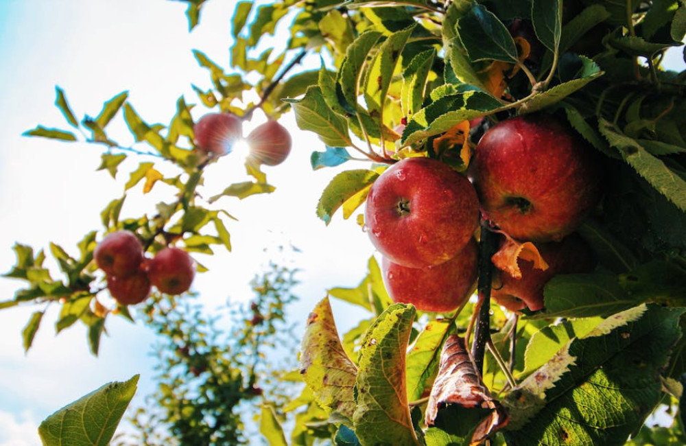 Wat betekent 'een appeltje met iemand te schillen hebben'?