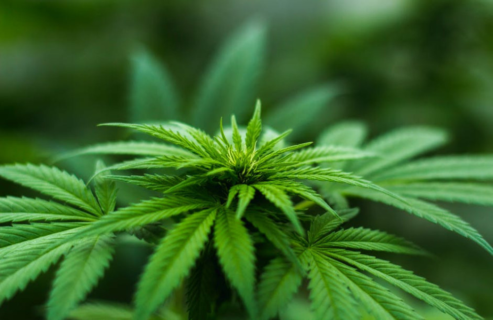 Wat zijn de voordelen van cannabis?