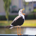 Waarom gapen aanstekelijk is en hoe het werkt